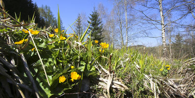 Nadační Fond Veolia